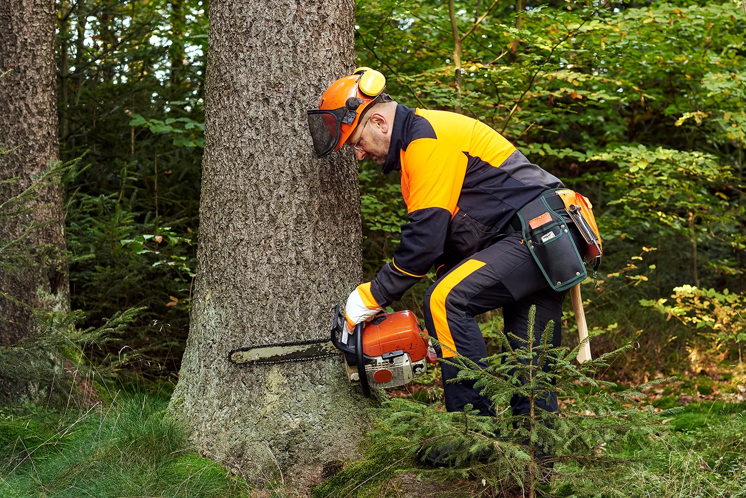 Keene Marketing Agency A forester in protective gear using a chainsaw to cut a tree in a dense forest, potentially for digital marketing for tree service companies.