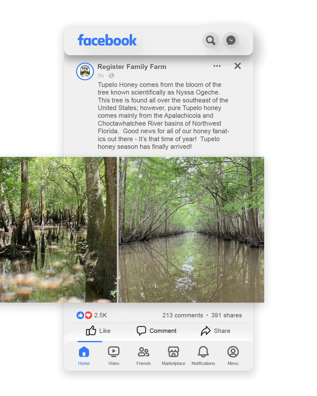 New Hampshire A Facebook post by Register Family Farm describing the source and uniqueness of Tupelo Honey with an image of a swamp-like forest area filled with trees and water. Marketing Agency
