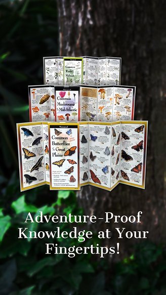 New Hampshire Folded field guides about mushrooms and butterflies are displayed outdoors against a blurred tree trunk, with the text "Adventure-Proof Knowledge at Your Fingertips!" below. Marketing Agency