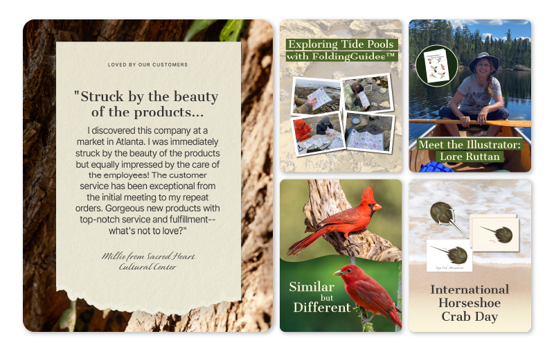 New Hampshire A testimonial on a torn paper background is shown beside four nature-themed informational cards about tide pools, an illustrator, cardinals, and horseshoe crab day. Marketing Agency