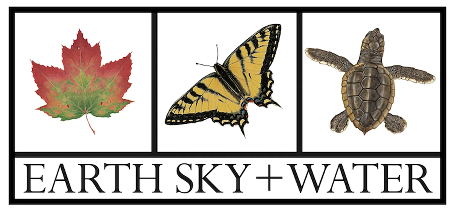 New Hampshire A maple leaf, a yellow butterfly, and a turtle are displayed in separate boxes above the words “EARTH SKY + WATER.”. Marketing Agency