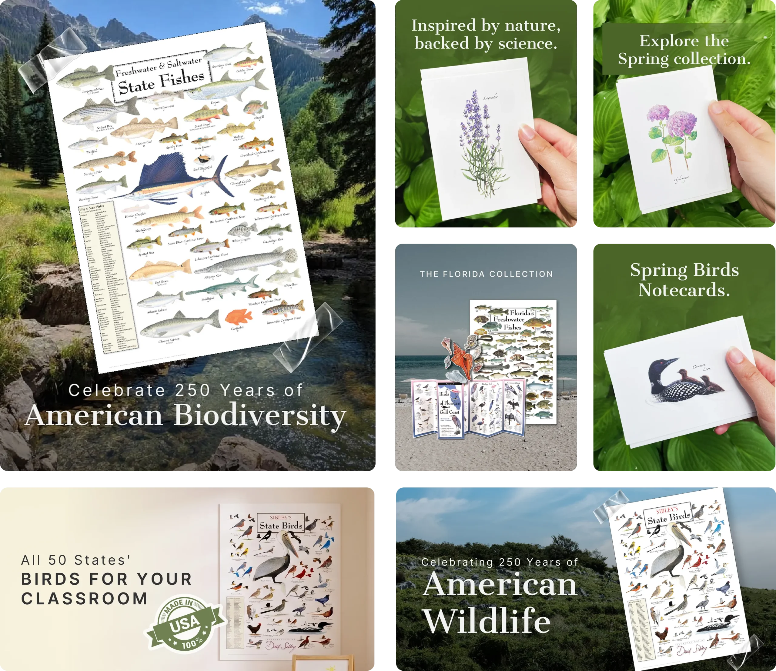 New Hampshire A collage of educational wildlife and plant posters and notecards featuring fish, birds, and plants, with promotional text about biodiversity, science, and American wildlife collections. Marketing Agency